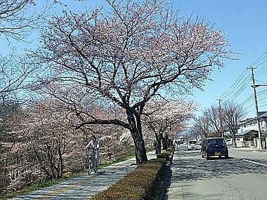 塩竈の桜