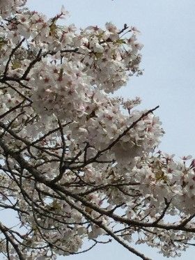 気仙沼でお花見
