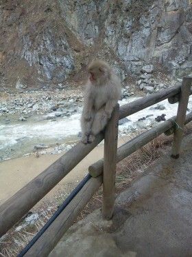 長野県の地獄谷野猿公苑