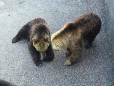 クマ牧場