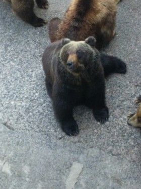 クマ牧場