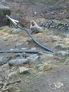 長野県の地獄谷野猿公苑