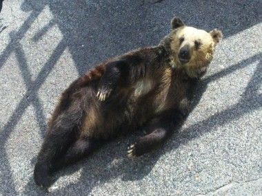 クマ牧場