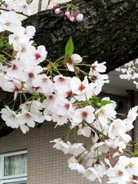 地鎮祭
