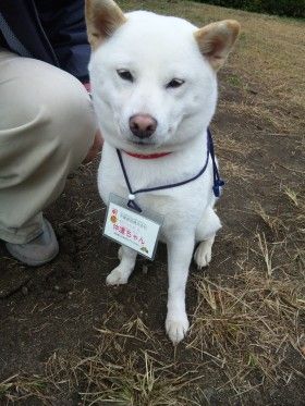 柴犬仲達