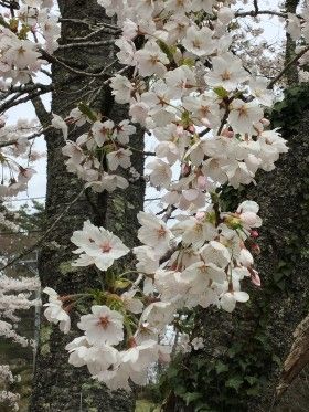 気仙沼でお花見