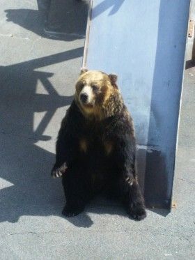 クマ牧場