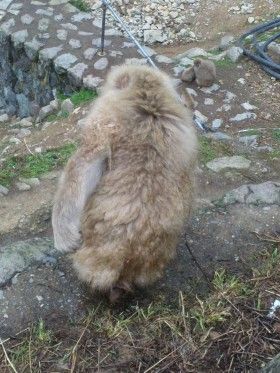 長野県の地獄谷野猿公苑