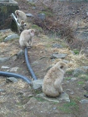 長野県の地獄谷野猿公苑
