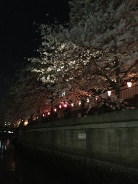 屋形船でお花見