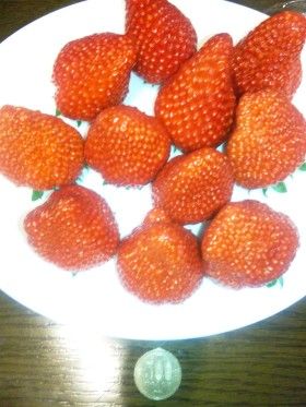 今シーズン一番のイチゴ