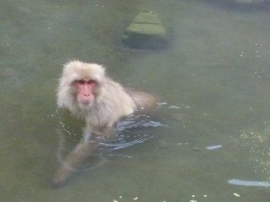 長野県の地獄谷野猿公苑