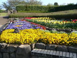 四季の森公園の花畑２