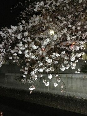 屋形船でお花見