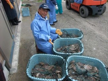 ホタテ水揚げ体験